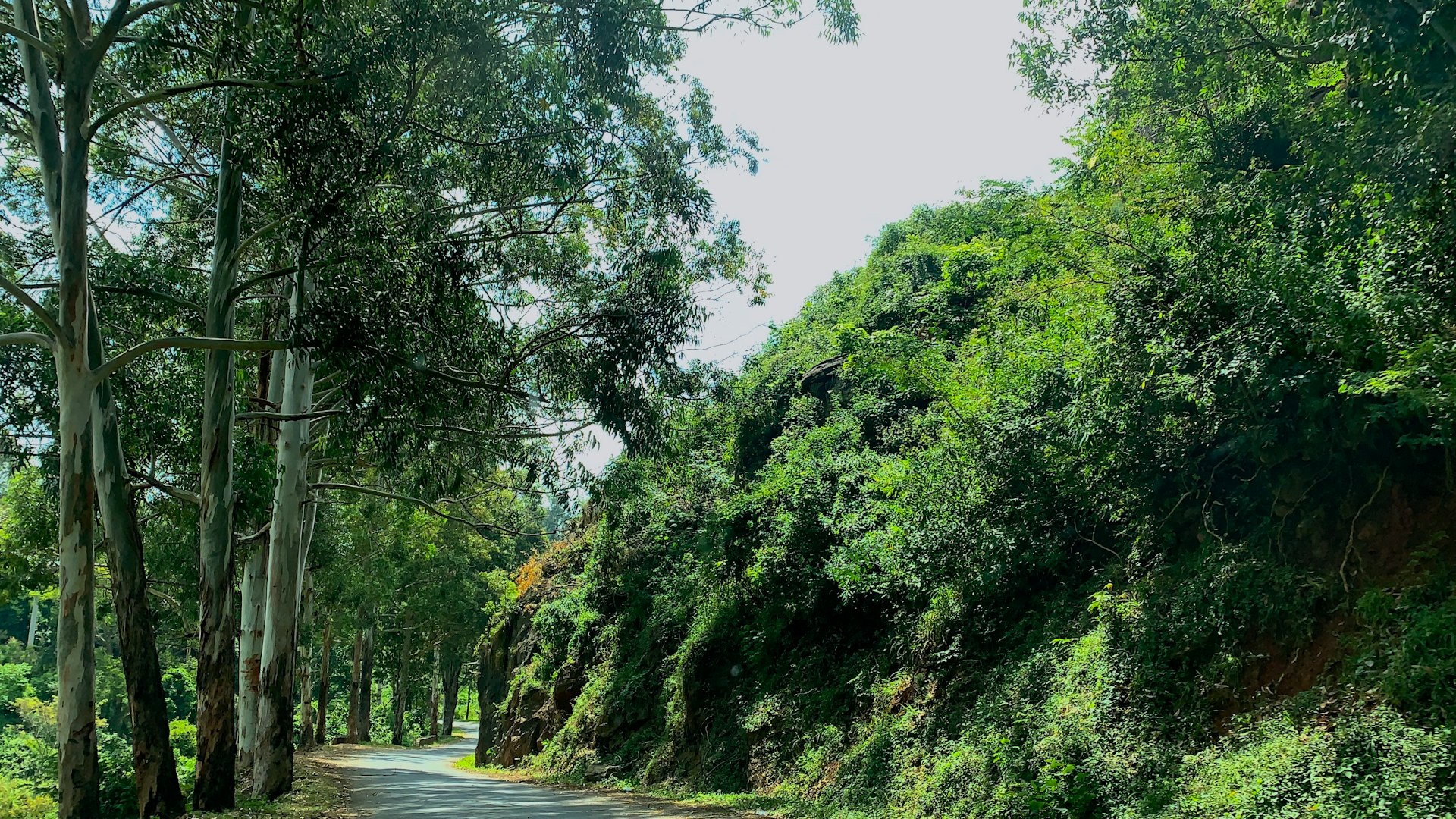 road between green trees at daytime