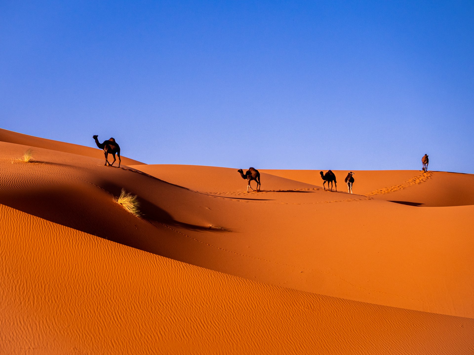 Podcast cover: Travel to Bidiyah
