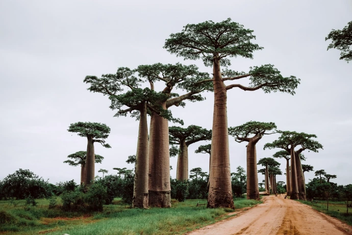 A dirt road winding through a grove of tall baobab trees under a cloudy sky