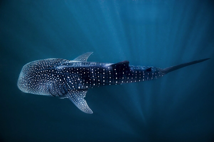 Australia's Ningaloo whale shark